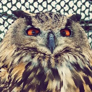 Close-up portrait of owl