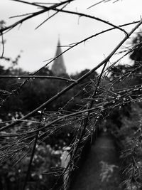 Close-up of water drops on spider web