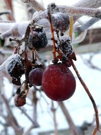 Close-up of frozen berries on tree