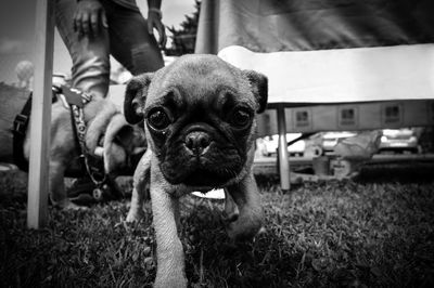 Portrait of dog on grassy field