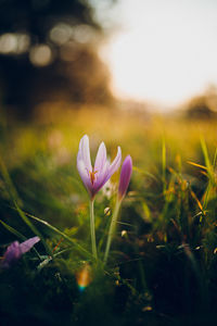 Close-up of purple crocus flowers on field