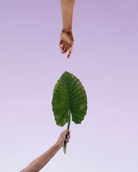 Person holding leaf against white background