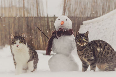 Cats sitting in snow