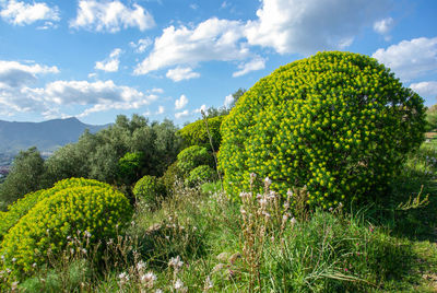 Scenic view of field against sky