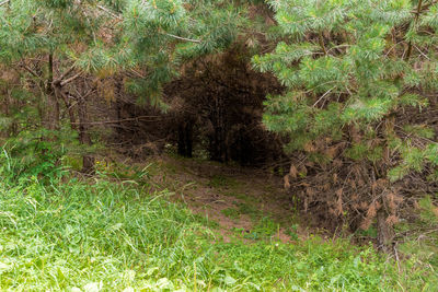 Trees growing in forest