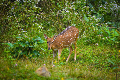 Deer in a field