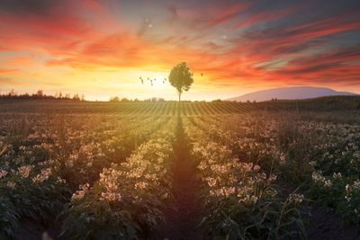 Scenic view of field against sky during sunset