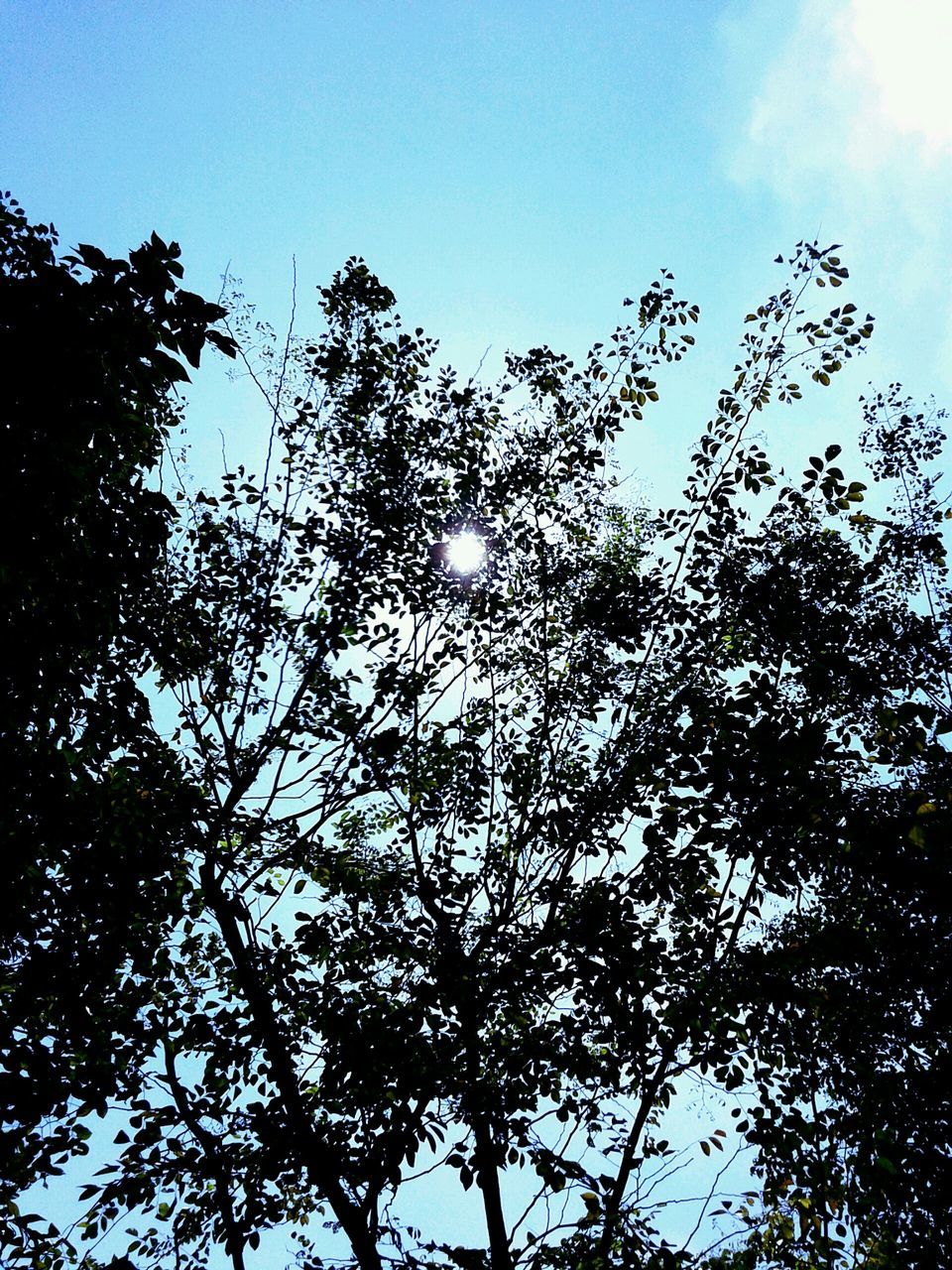 low angle view, tree, growth, sky, branch, nature, clear sky, tranquility, sun, beauty in nature, blue, sunlight, day, outdoors, no people, lens flare, scenics, high section, sunbeam, treetop