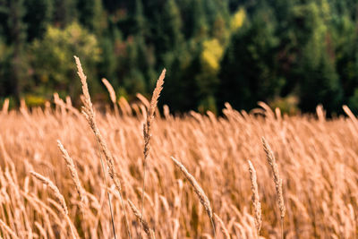 Close-up of wheat growing on field