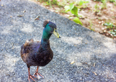 High angle view of bird on land