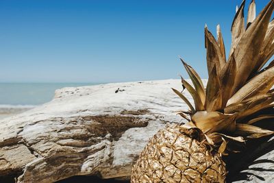 Close-up of plant on beach against clear blue sky