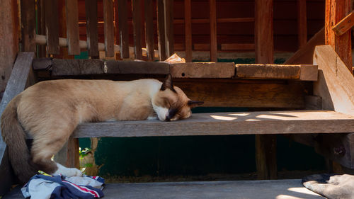 View of a cat looking away