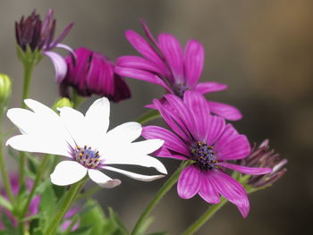 Close-up of pink flowers