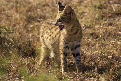 Wild serval kitten