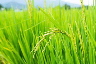 Close-up of crops growing on field