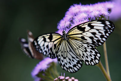 Close-up of butterfly on purple flower