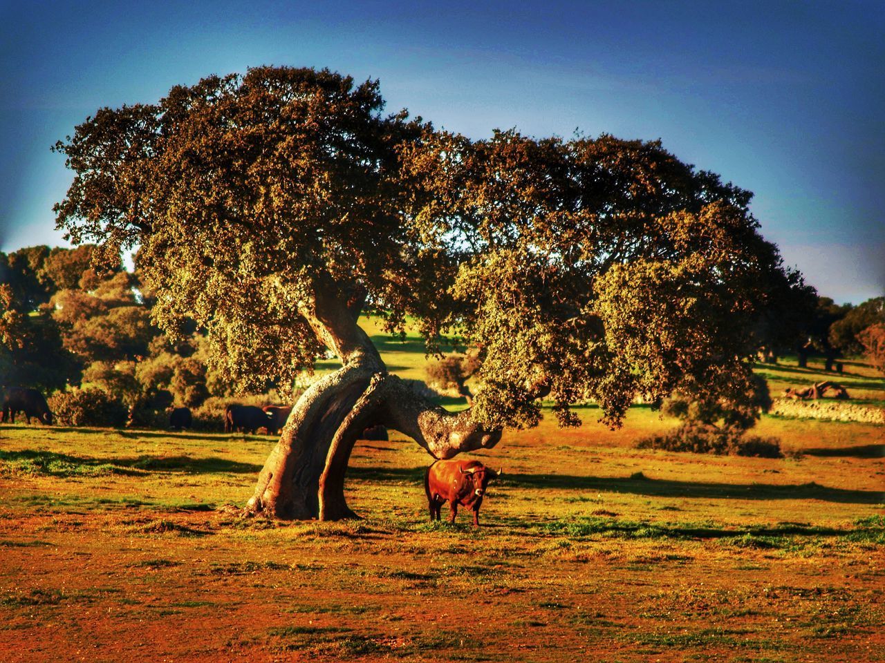 TREES IN FIELD