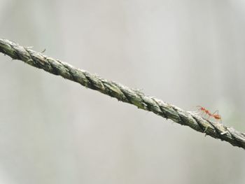 Low angle view of trees