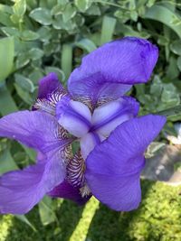 Close-up of purple iris flower