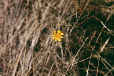 High angle view of yellow flowering plant on field