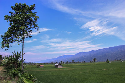 Scenic view of field against sky