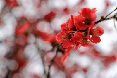 Close up flowering quince blossom in spring.