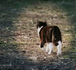 Cat on field