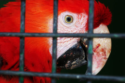 Close-up of parrot in cage