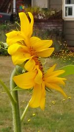 Close-up of yellow flowers