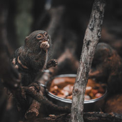 Close-up of monkey on tree