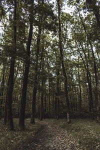 Low angle view of trees in forest