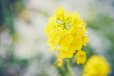 Close-up of yellow flowering plant