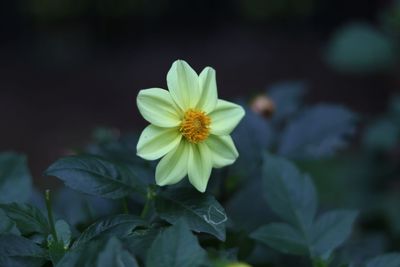 Close-up of flowering plant