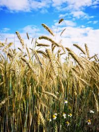 Close-up of wheat growing on field against sky