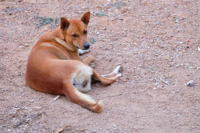 High angle view of dog lying on land