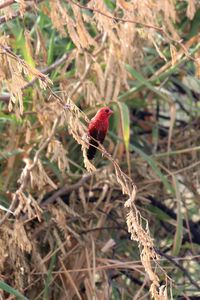 Close-up of red leaf on field