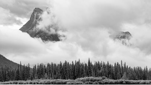 Panoramic view of forest against sky