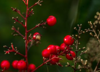 Close-up of red berries growing on tree