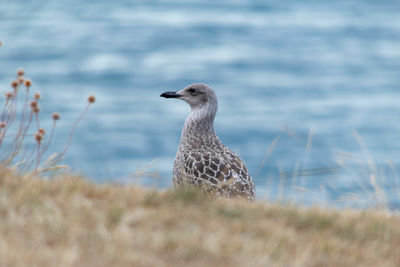 Close-up of bird on beach