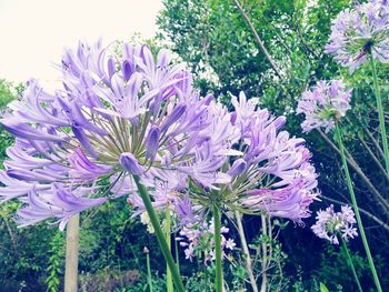 Close-up of purple flowers