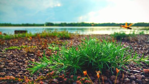 Plant growing on lakeshore