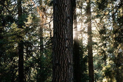 Trees in forest