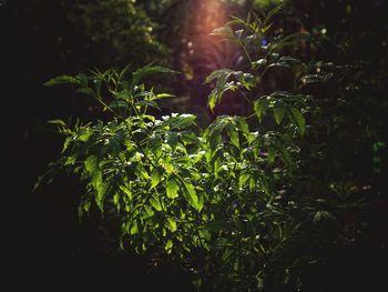 Close-up of fresh green leaves on field