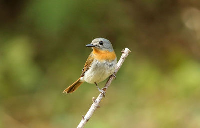 Close-up of bird perching on branch