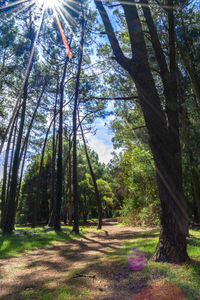 Scenic view of trees in forest