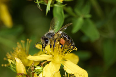 Close-up of bee pollinating on yellow flower