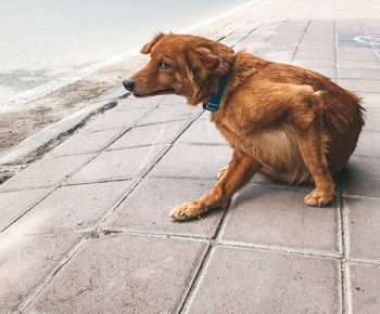 Dog looking away scratching itself  on street