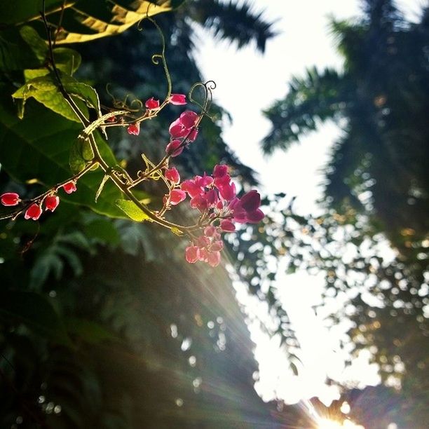 branch, growth, tree, red, leaf, focus on foreground, flower, freshness, nature, low angle view, close-up, beauty in nature, twig, plant, fragility, sunlight, selective focus, day, outdoors, no people