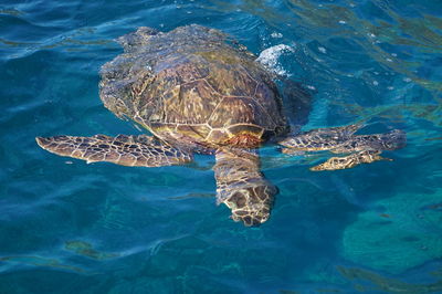 High angle view of turtle swimming in sea