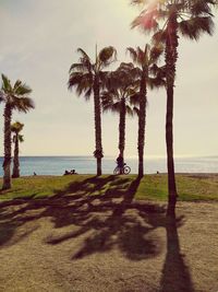 Palm trees on beach